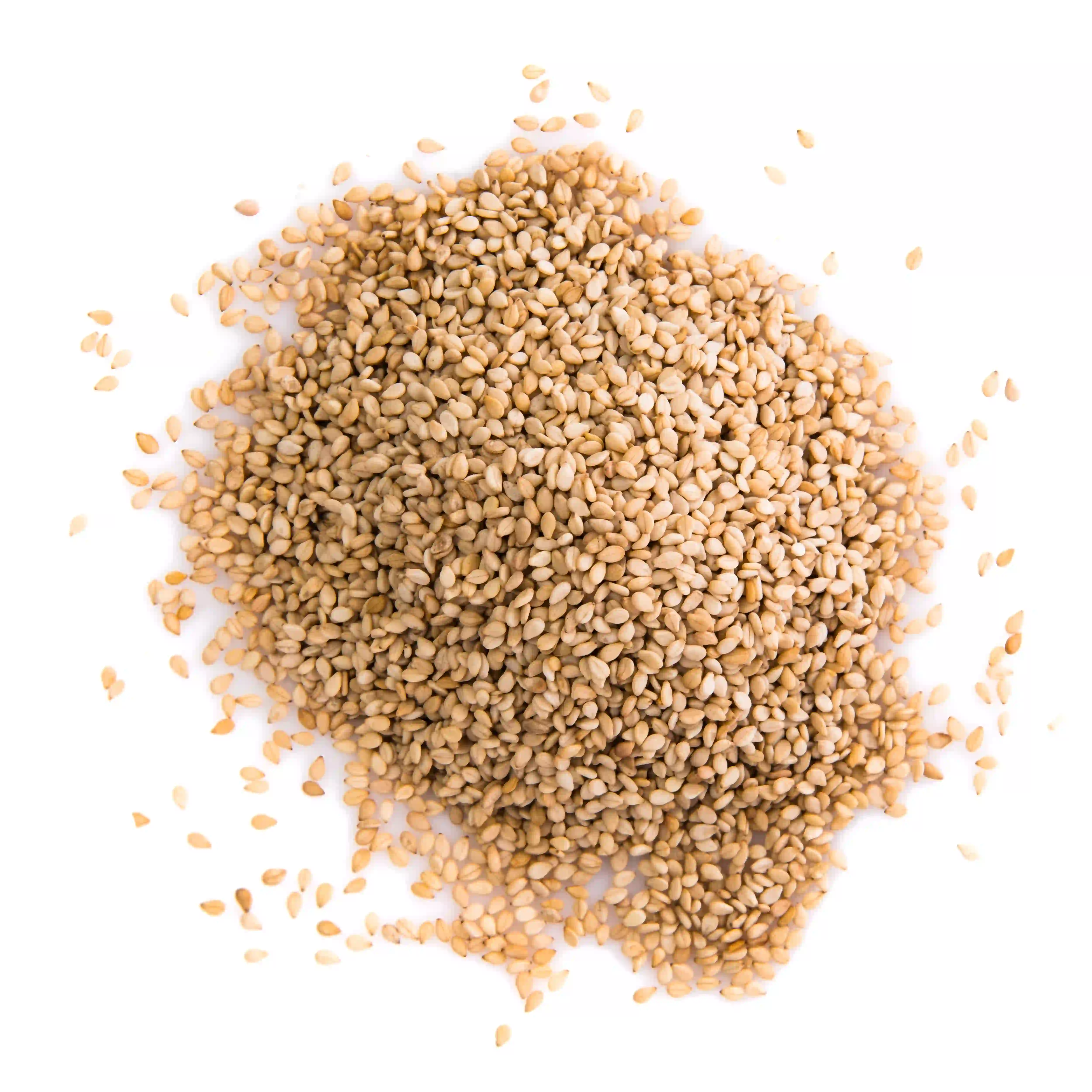 Sesame - Jogwad Village